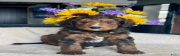 Bernedoodle dogs for sale: 2gorgeous medium size bernedoodle puppies  - Advert 2