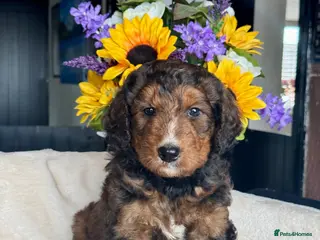Bernedoodle dogs 3 gorgeous medium size bernedoodle puppies - Advert 2