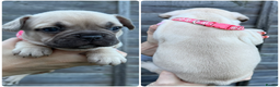 French Bulldog dogs for sale: 10 stunning coloured French bulldogs🐾 - Advert 3