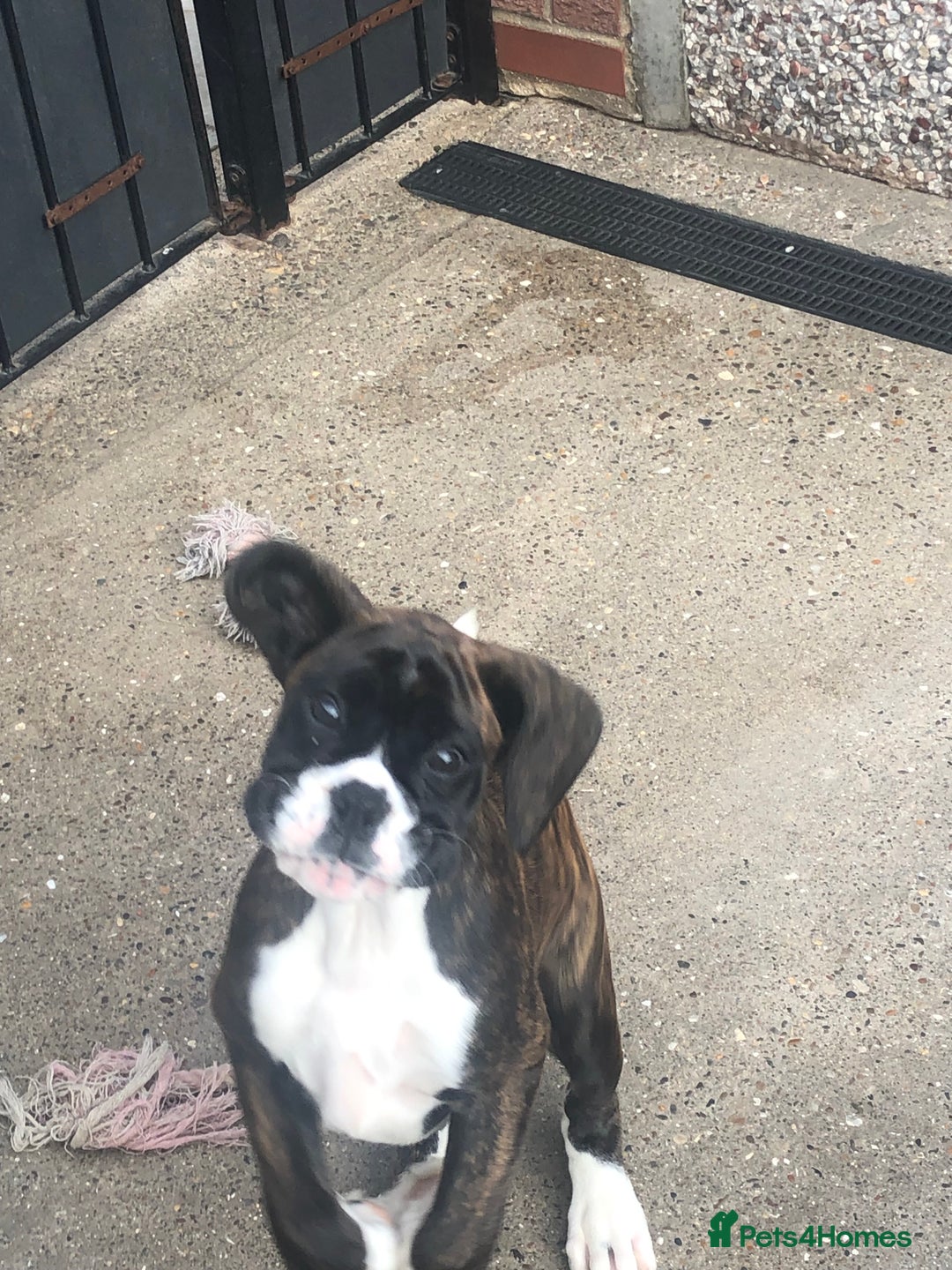 Boxer dogs for sale: Brindle/white boxer girl  - Image 13