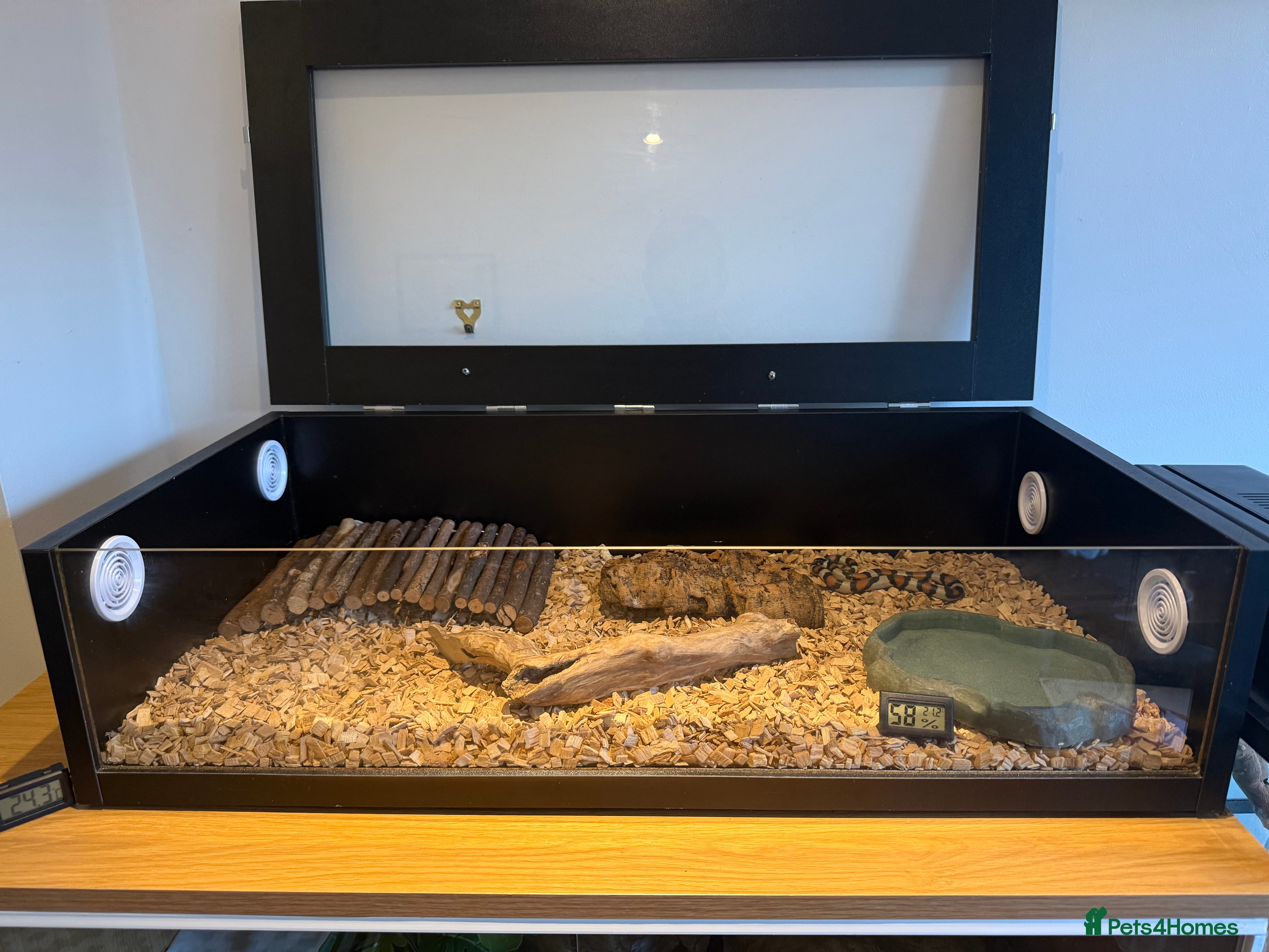 Turtle reptiles Pueblan Milk Snake + Two Vivarium Setups for Sale - Advert 9