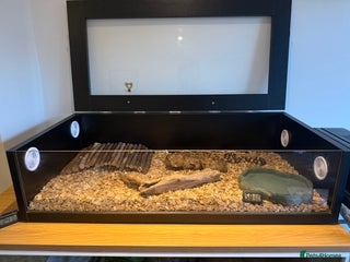Turtle reptiles Pueblan Milk Snake + Two Vivarium Setups for Sale - Advert 5