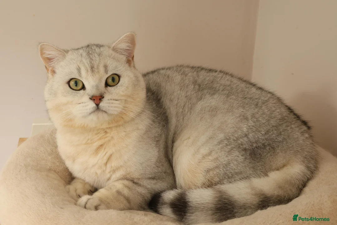 British Shorthair cats for stud: British shorthair black tipped in Nottingham - Advert 5
