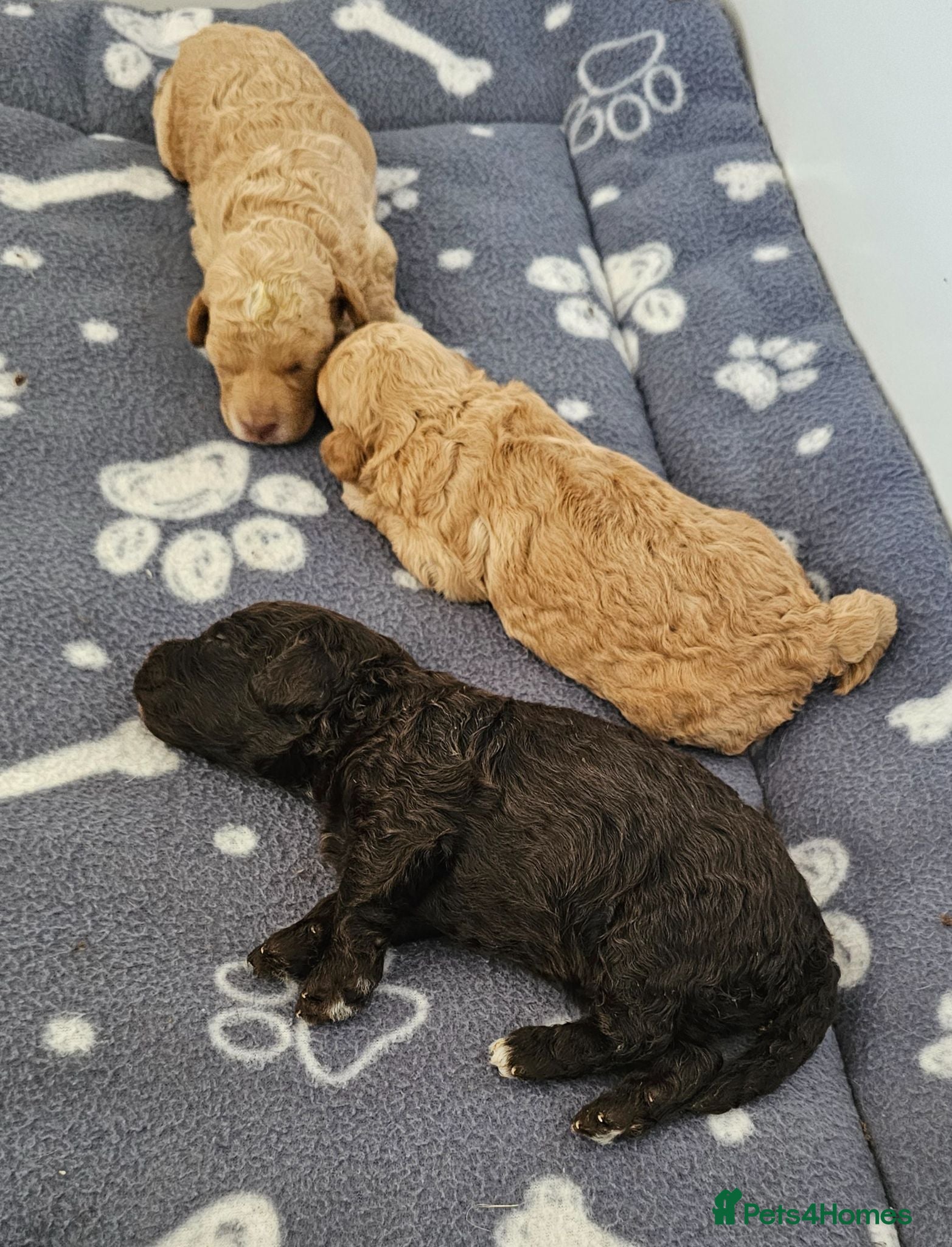 Miniature Poodle dogs Stunning kc registered minature poodle pups  - Advert 2