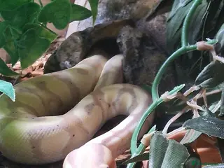 Python Snake reptiles Ball Python - Advert 1