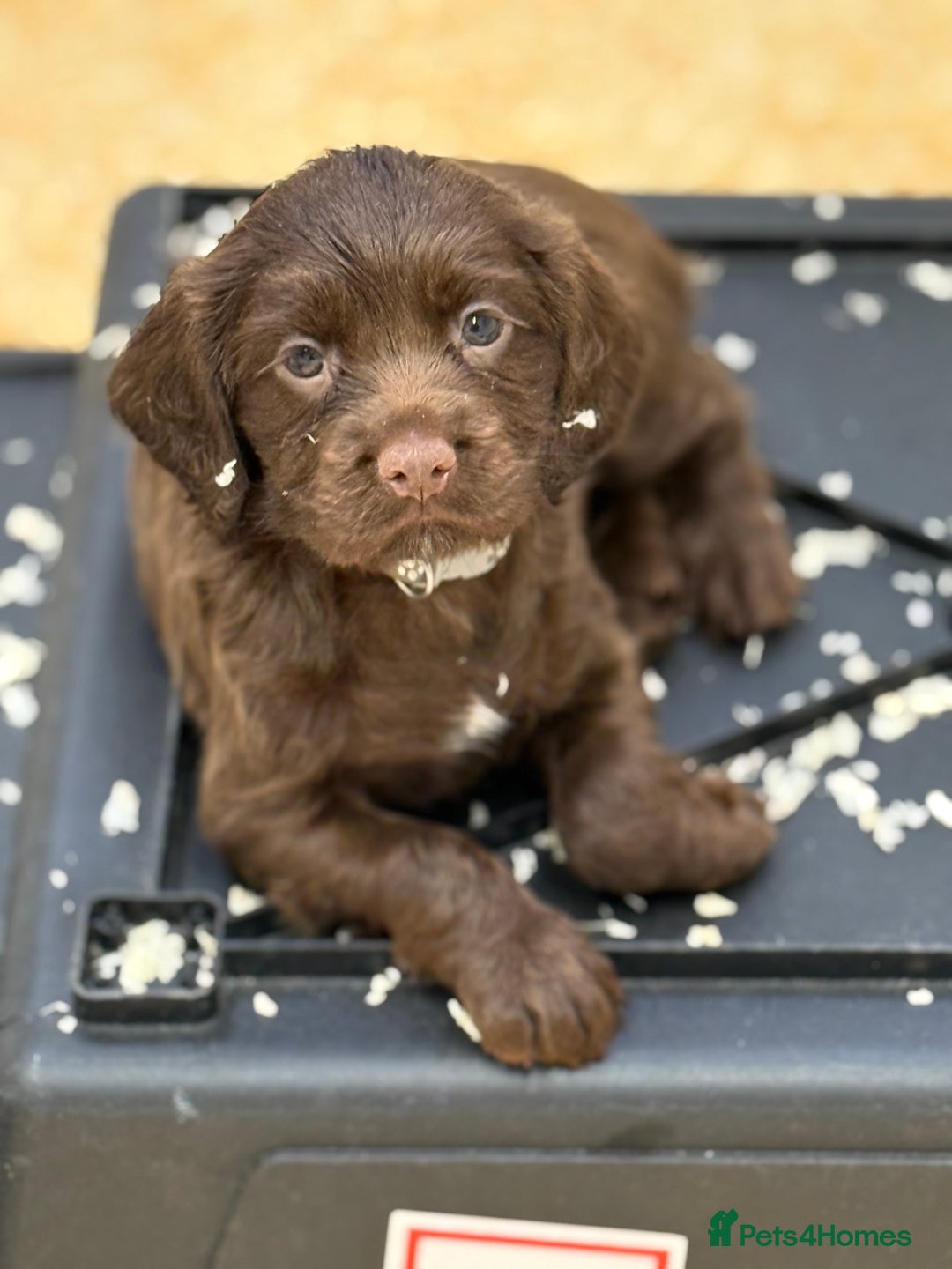 Cocker Spaniel dogs for sale: Working cocker spainel Puppys Ready to leave  - Image 2