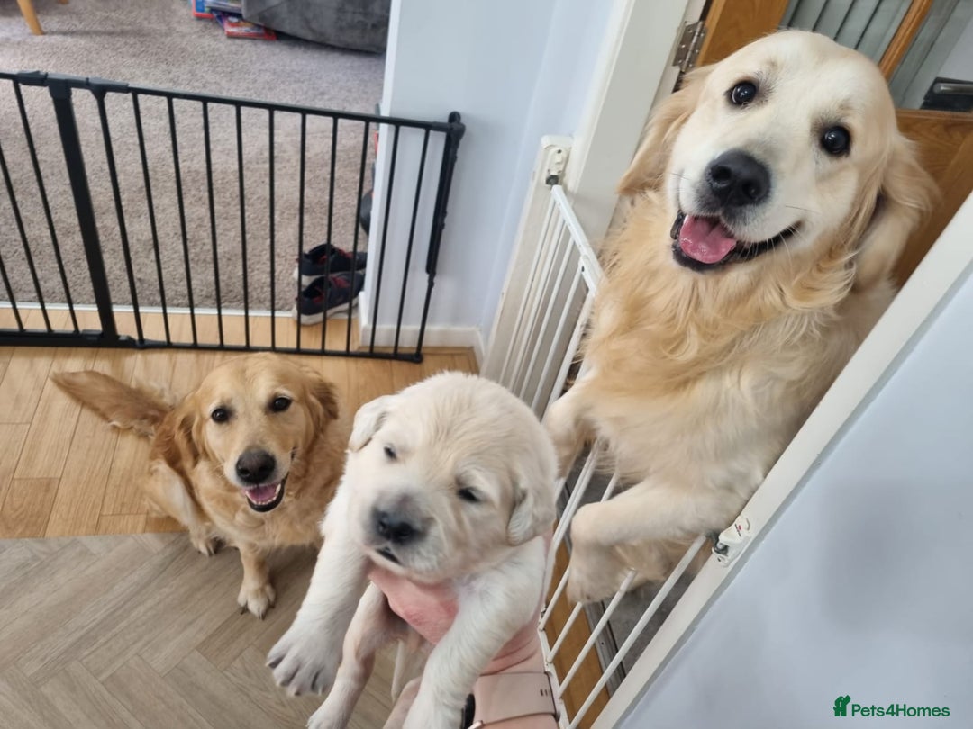 Golden Retriever dogs for stud: KC Golden for Stud - Image 7