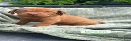 Hungarian Vizsla dogs for sale: 🐶Adorable KC Hungarian Vizsla Puppies 💗🩵 - Advert 28