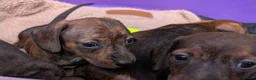 Miniature Dachshund dogs for sale: Miniature Dachshund  - Advert 10