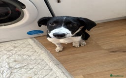 Sprollie dogs for sale: 4month old Sprollie  - Image 7