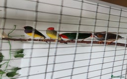 Finches birds for sale: Gouldian, parrot, zebra and star finch for sale - Image 4