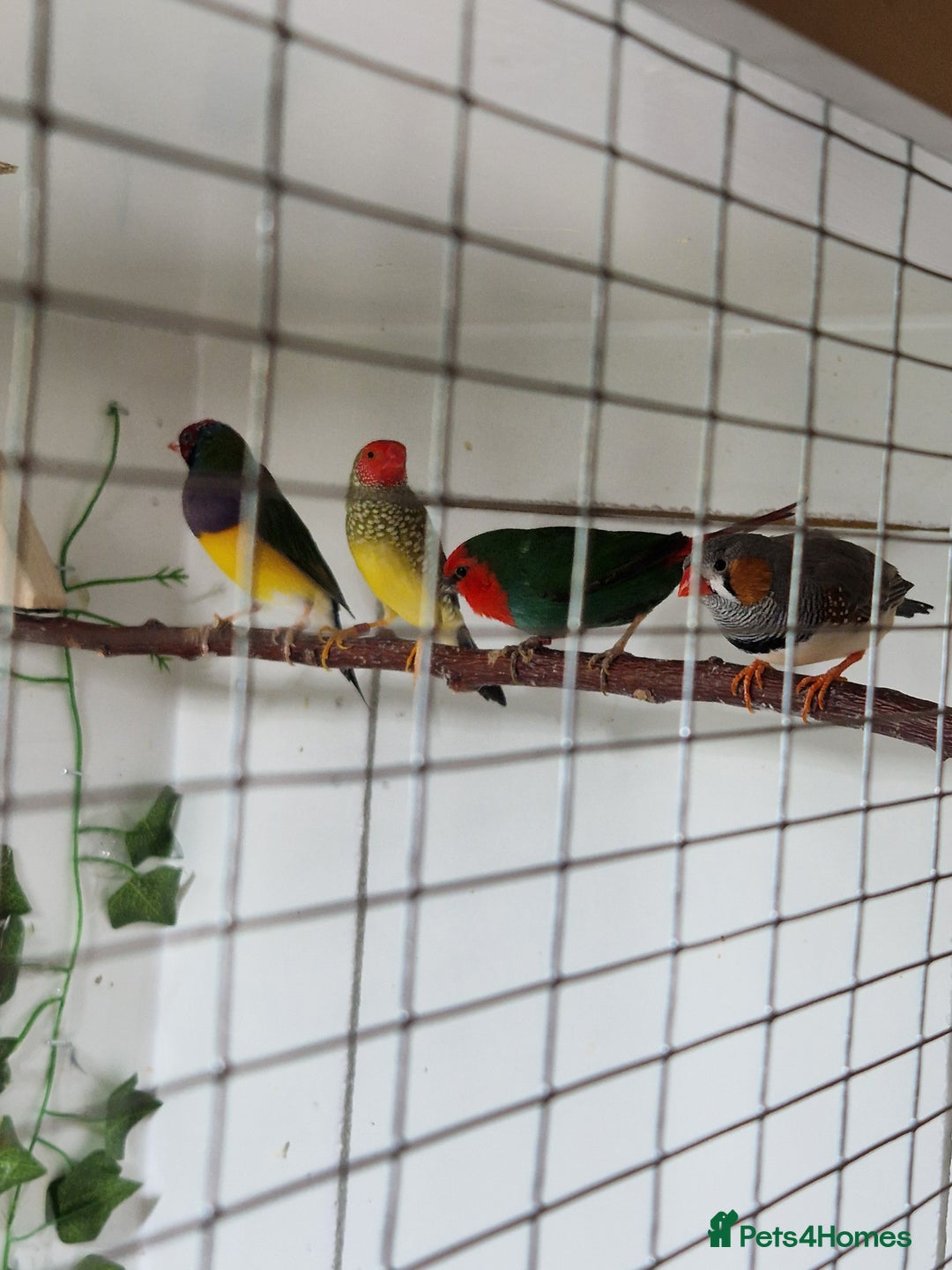 Finches birds for sale: Gouldian, parrot, zebra and star finch for sale - Image 4