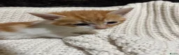 American Shorthair cats for sale: Cuddly Cute Kalic Kittens🐾 - Advert 36