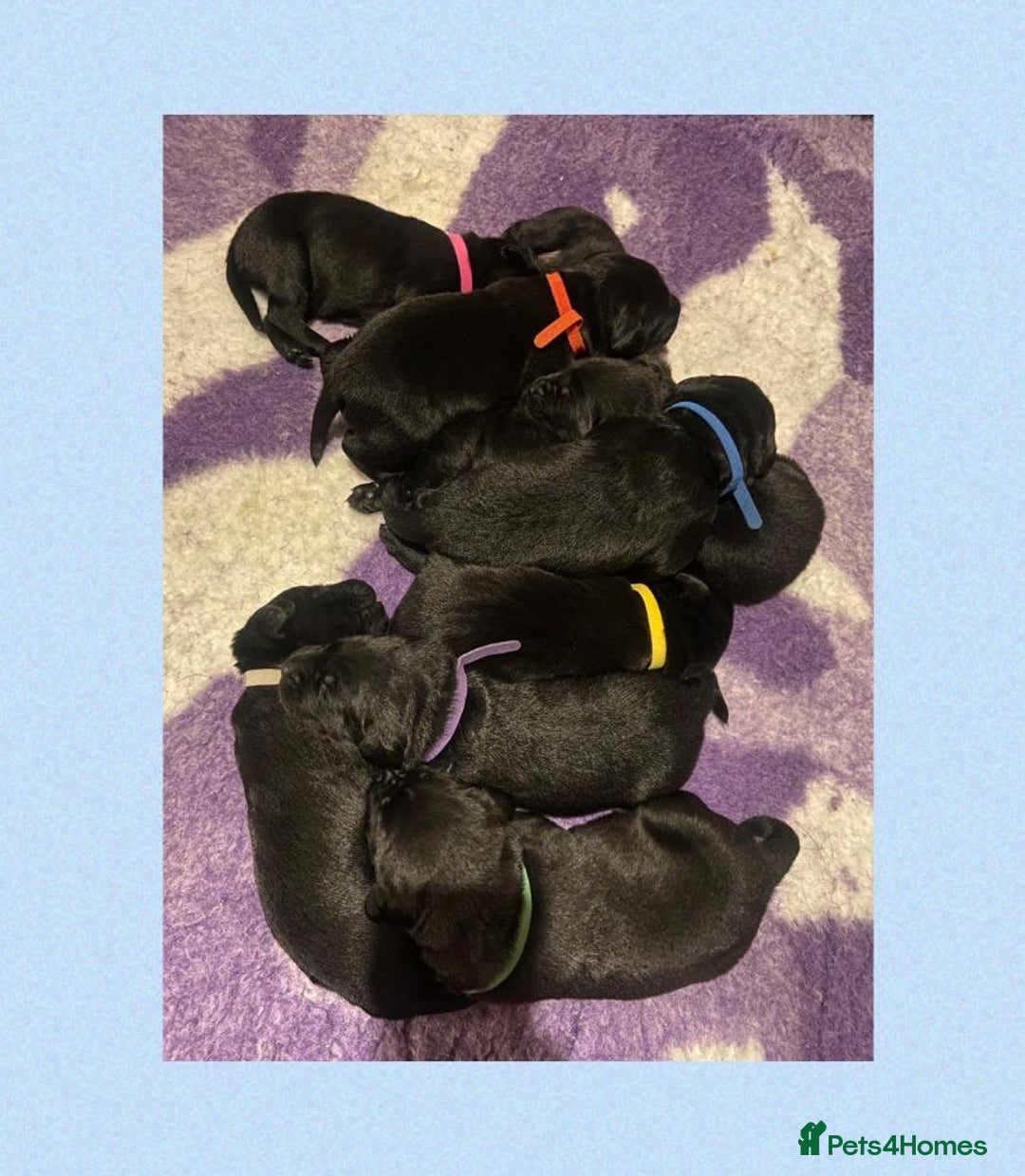 Labrador Retriever dogs for sale: Labrador puppies - Image 4