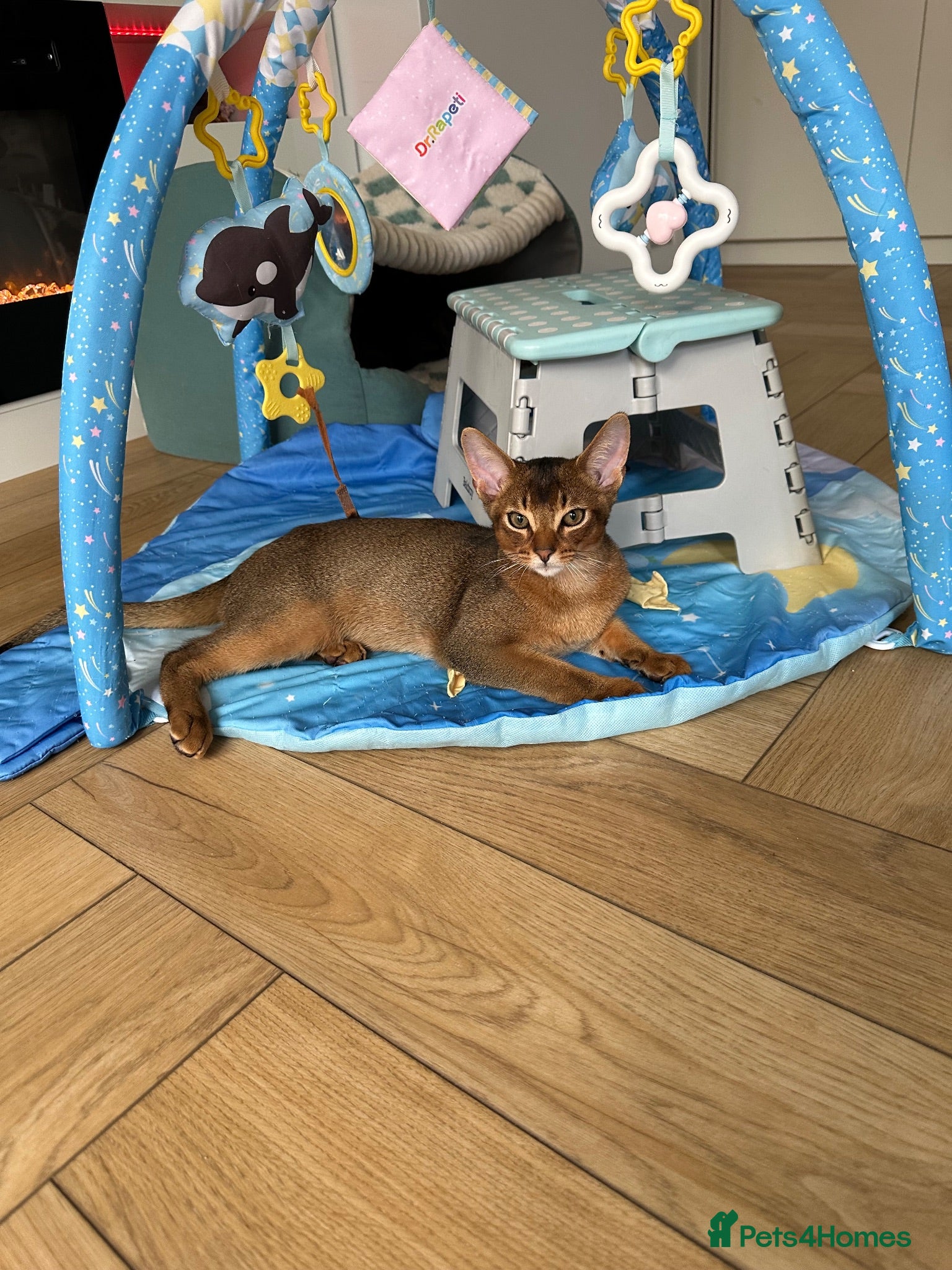 Abyssinian cats Last one boy ready to go🌟 - Advert 12