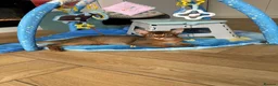 Abyssinian cats for sale: Last one boy ready to go🌟 - Advert 2