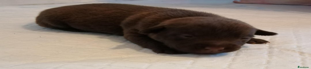 Patterdale Terrier Puppy 1