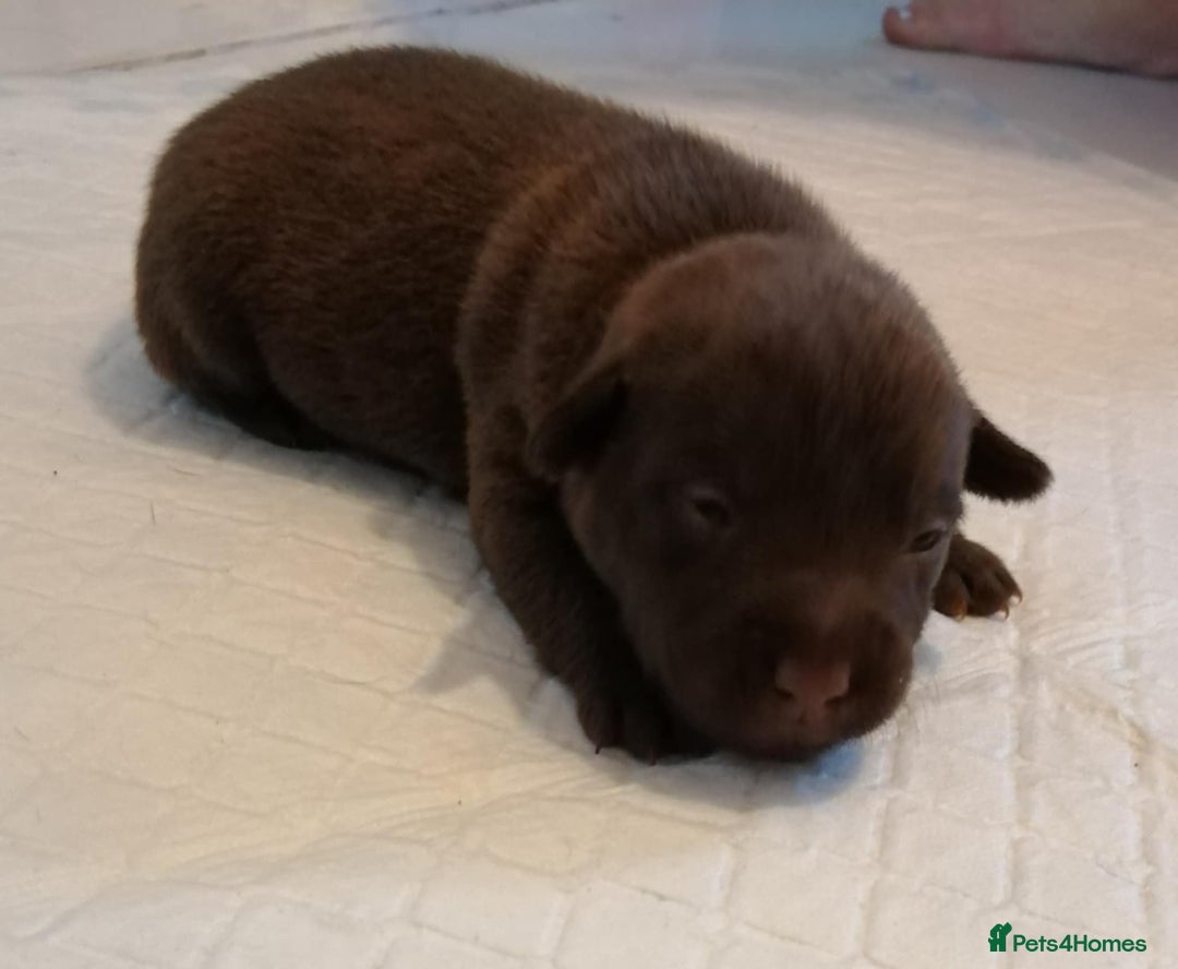 Patterdale Terrier dogs for sale: 2 beautiful female Patterdale pups  - Image 4