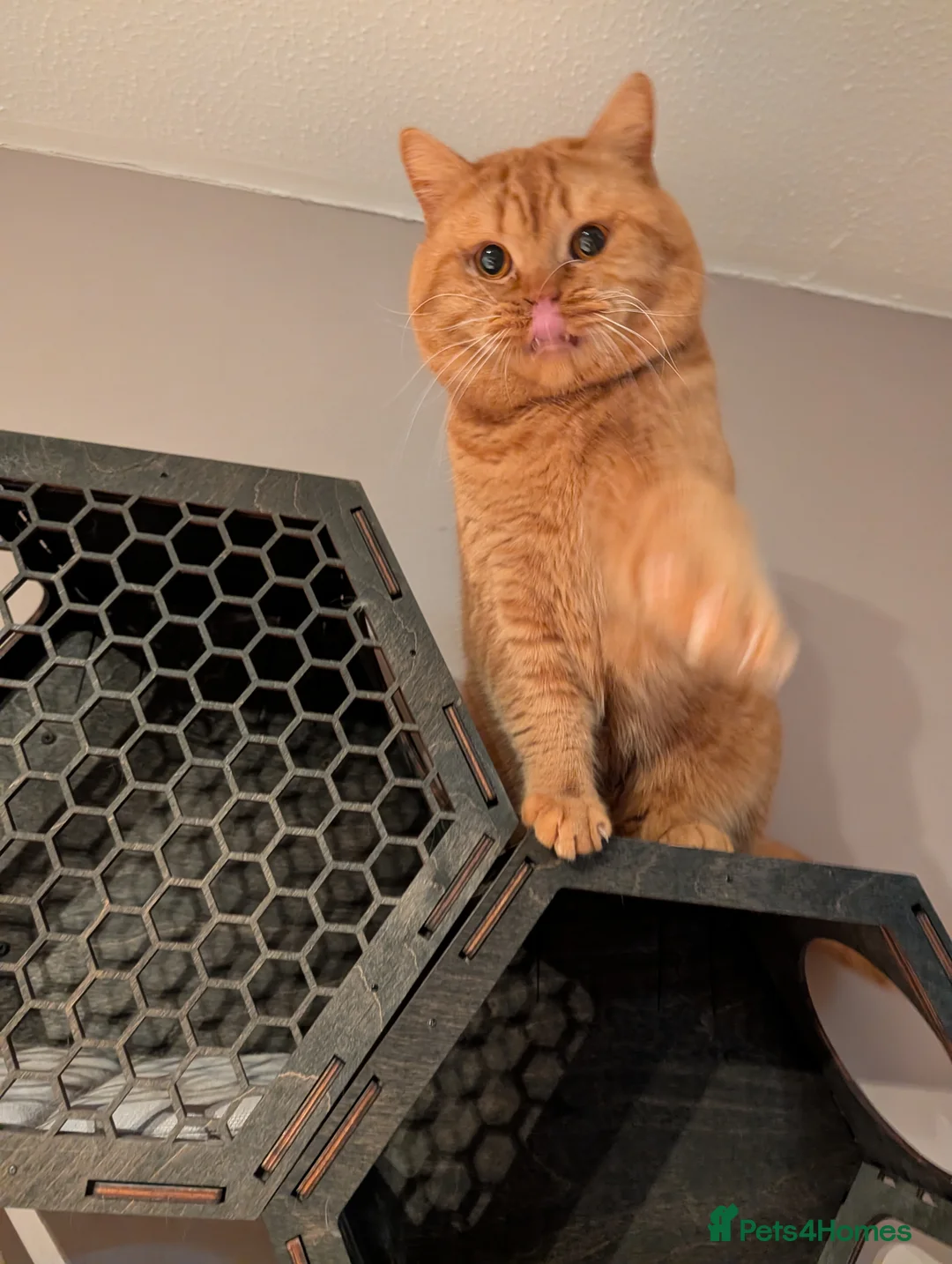 British Shorthair cats for stud: 🐯 European Import Champion Red BSH Boy ,BG-B😺 - Advert 8