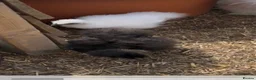 Chickens poultry for sale: Silkie chickens  - Advert 7