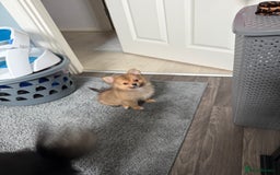 Pomeranian dogs for sale: 9 week old Miniature Pomeranian pup - Image 9