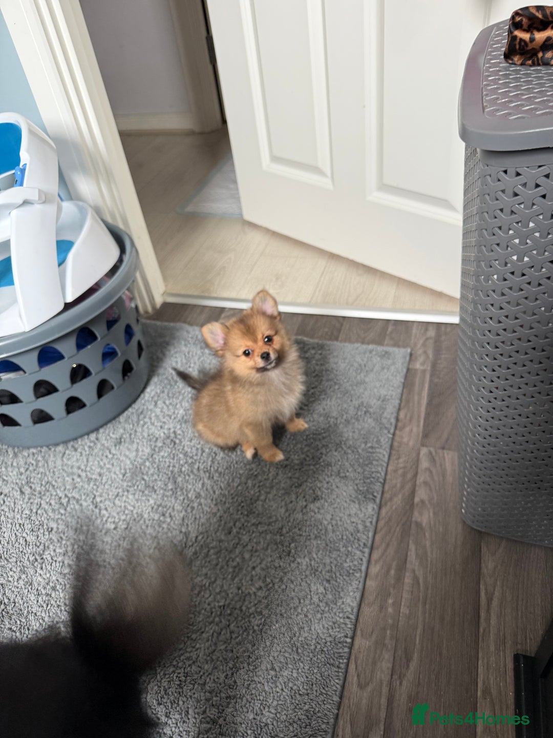 Pomeranian dogs for sale: 9 week old Miniature Pomeranian pup - Image 9