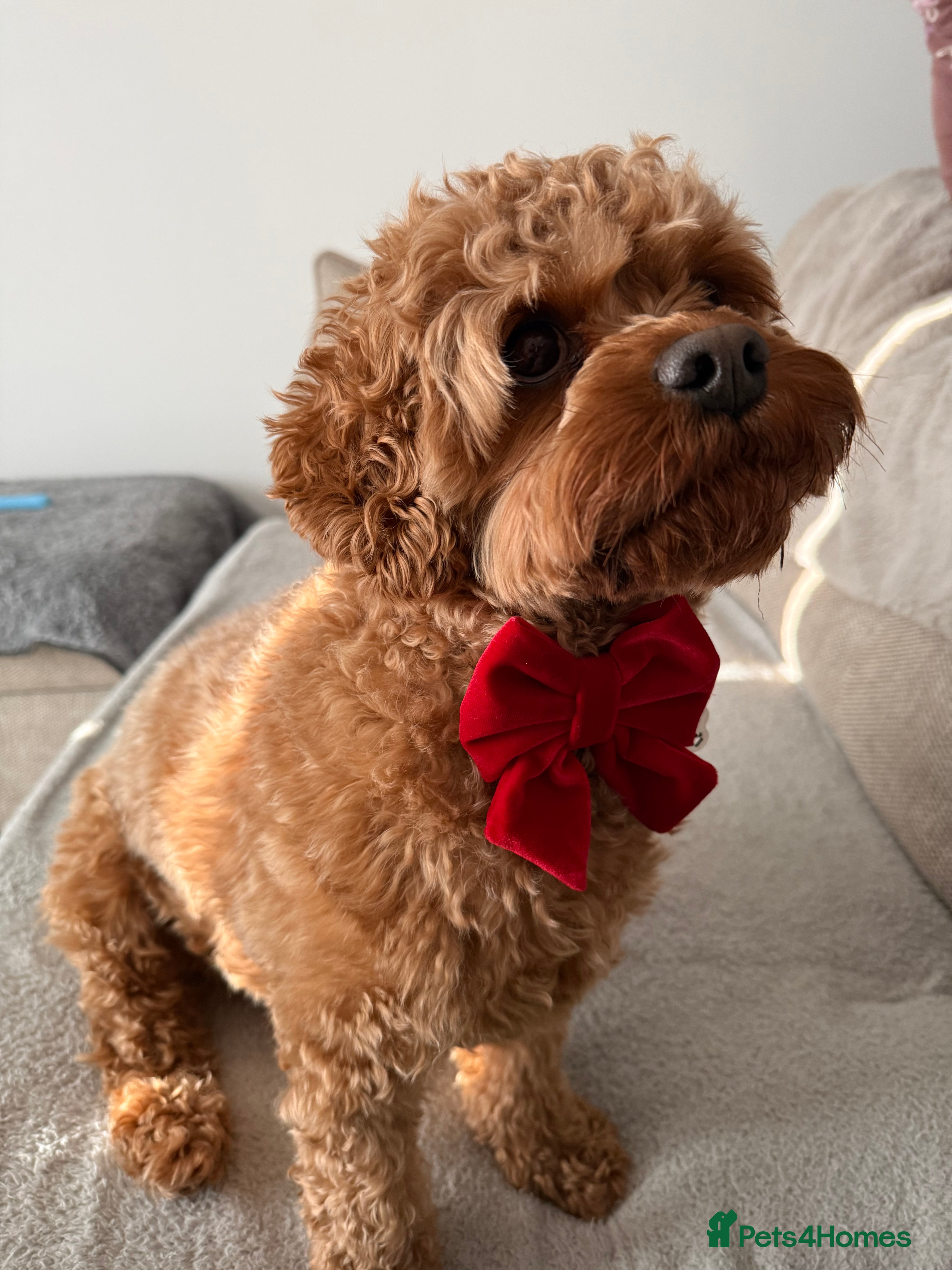 Cavapoo dogs for sale: Teddy 🐾 - Advert 2