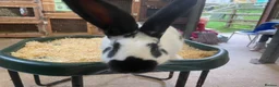 Mixed Breed rabbits for sale: Continental Giant X Giant Papillon Babies  - Advert 9