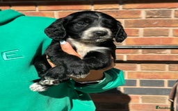Cockapoo dogs for sale: Beautiful cockapoo puppys - Image 3