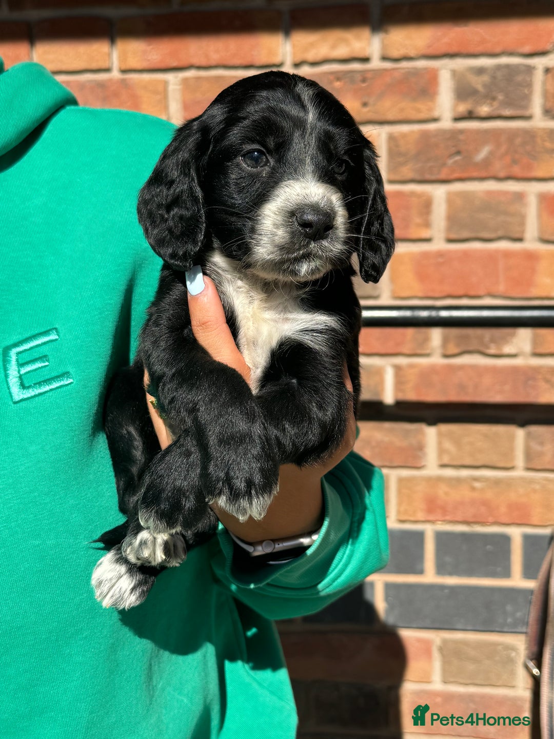 Cockapoo dogs for sale: Beautiful cockapoo puppys - Image 3