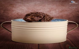 Cockapoo dogs for sale: **Ready Now**Miniature F1B Cockapoos  - Image 10