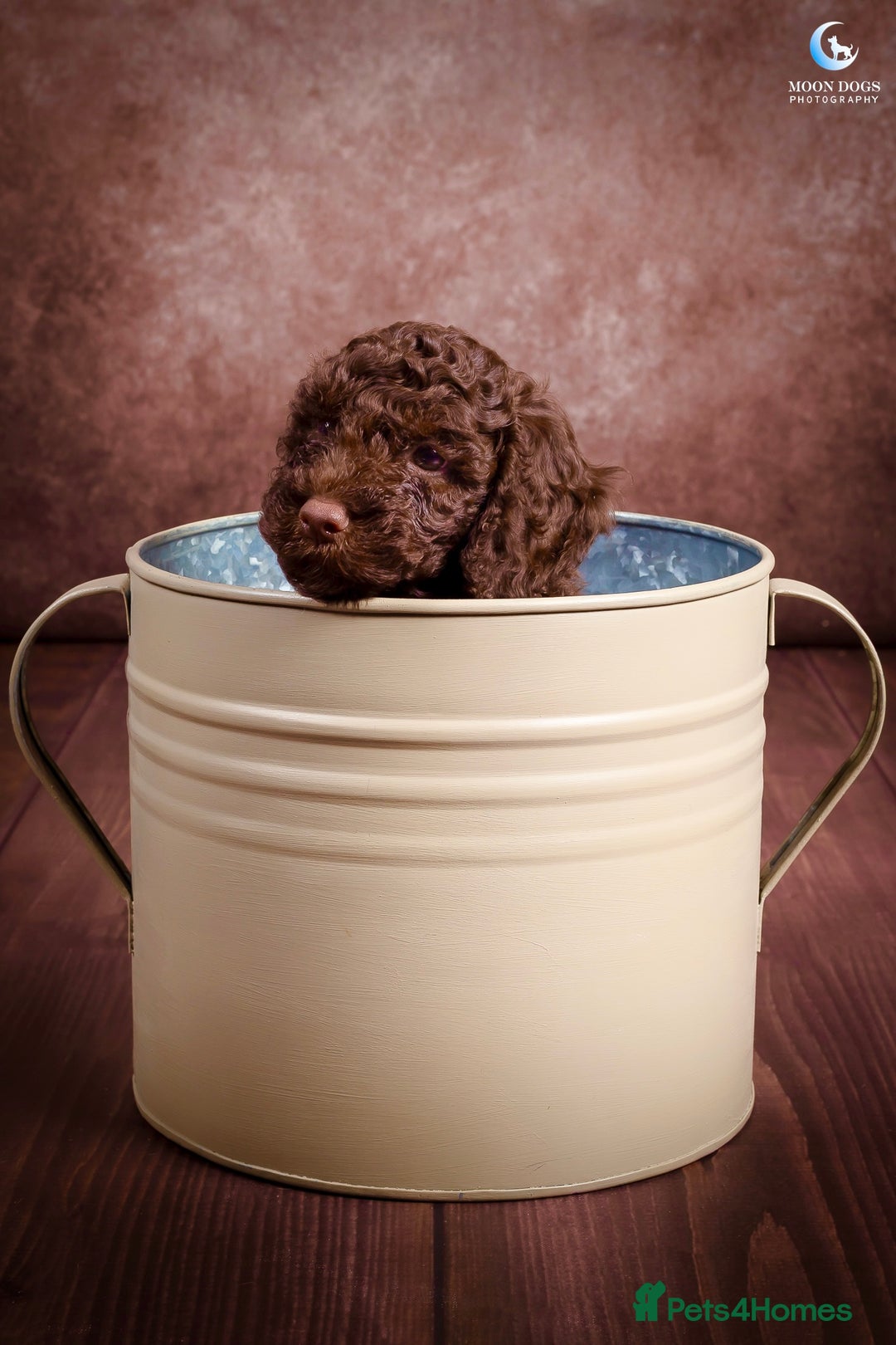 Cockapoo dogs for sale: **Ready Now**Miniature F1B Cockapoos  - Image 10