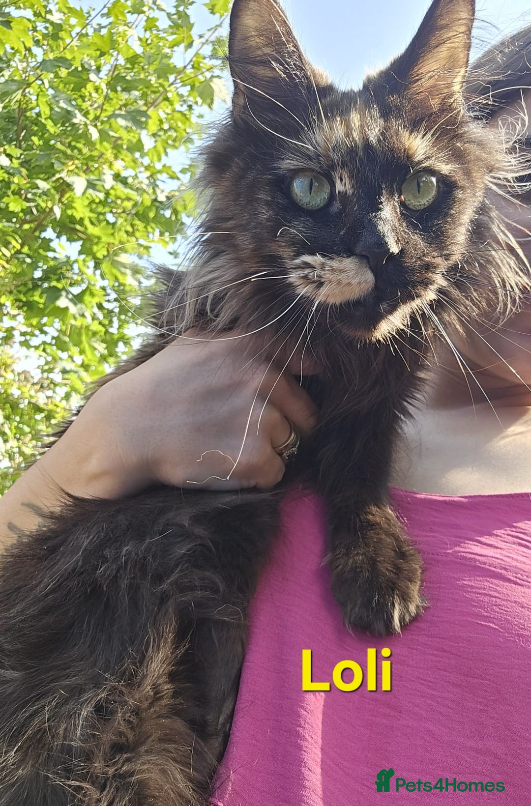 Maine Coon cats for sale: Last 3 Girls!! - Image 10