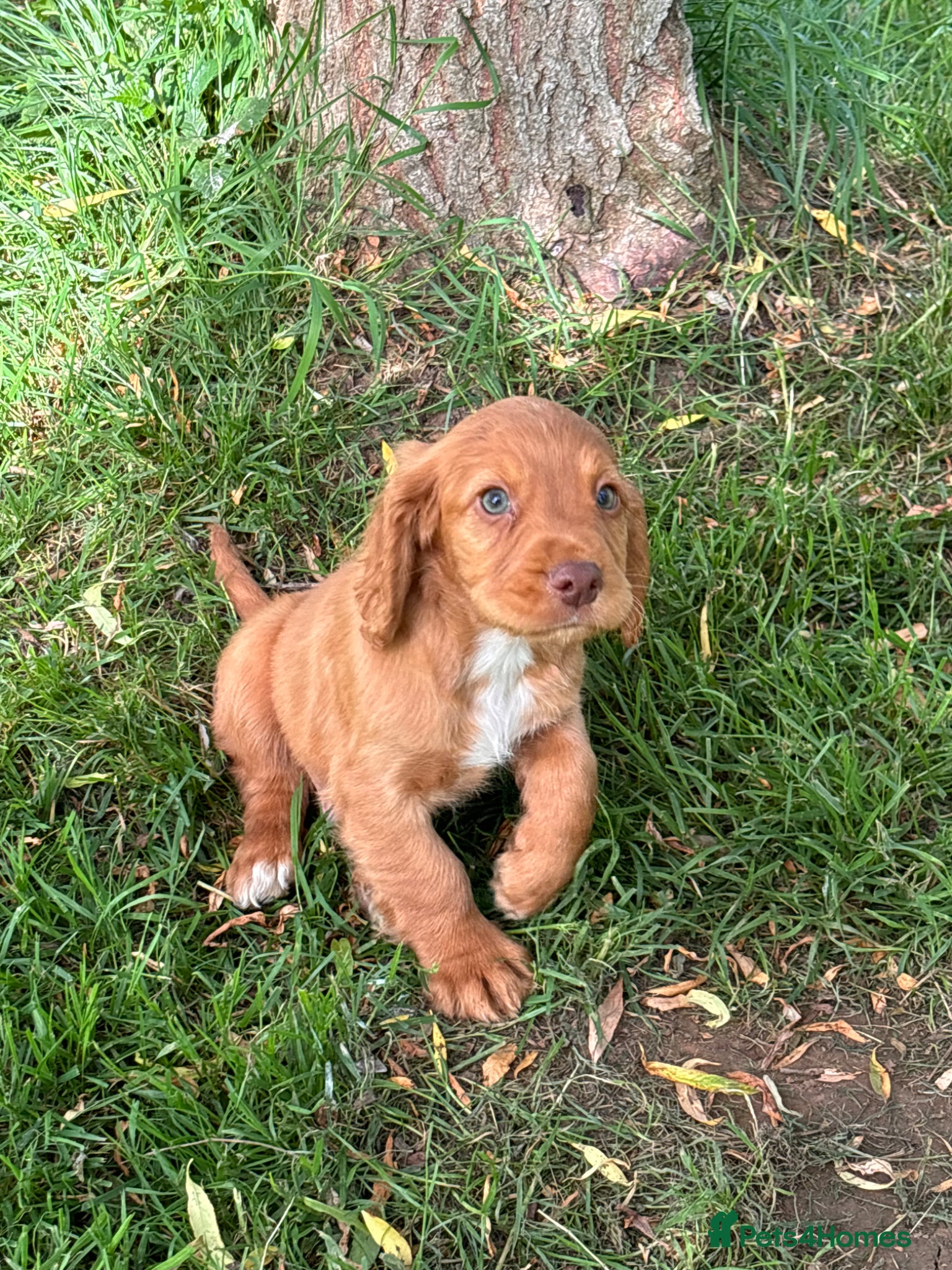 Sprocker dogs for sale: Male sprocker puppies - Advert 13