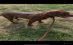 Patterdale Terrier dogs for sale: Patterdale bitch  - Image 2