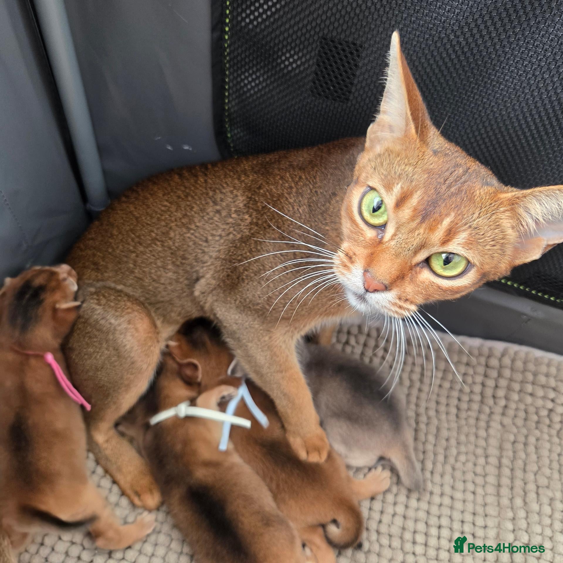 Abyssinian cats for sale: Beautiful Abyssinian Kittens – TICA Registered 🐾 - Advert 2