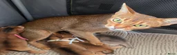 Abyssinian cats for sale: Beautiful Abyssinian Kittens – TICA Registered 🐾 - Advert 8