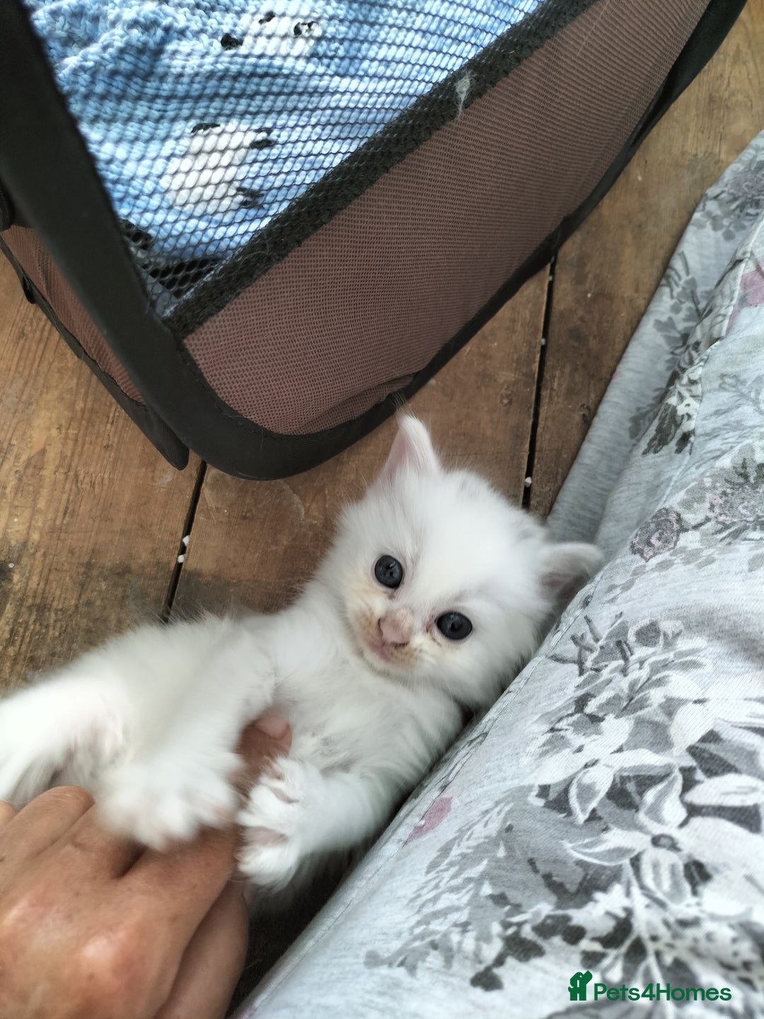 Turkish Angora cats for sale: beautiful Turkish Angora kitten 🌸 - Image 5