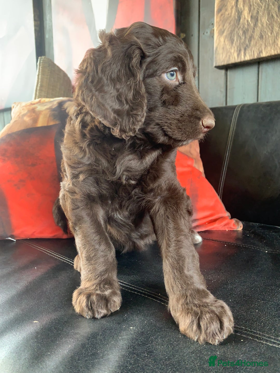 Bernedoodle dogs for sale: Standard Bernedoodle Girls Available  - Image 15
