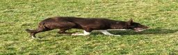 Border Collie dogs for stud: OPEN TRIAL WINNER - Health tested and registered - Advert 8