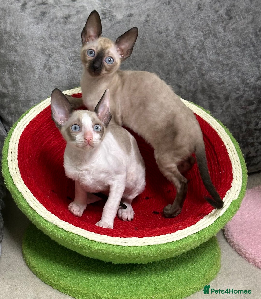 Cornish Rex cats for sale: 🌟Cornish Rex Kittens — Blue Eyes, Champion Line🌟 - Advert 2