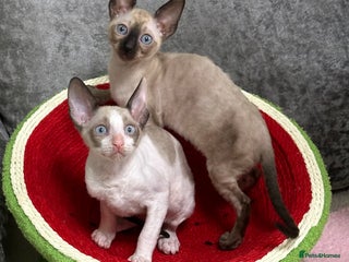 Cornish Rex cats 🌟Cornish Rex Kittens — Blue Eyes, Champion Line🌟 - Advert 4