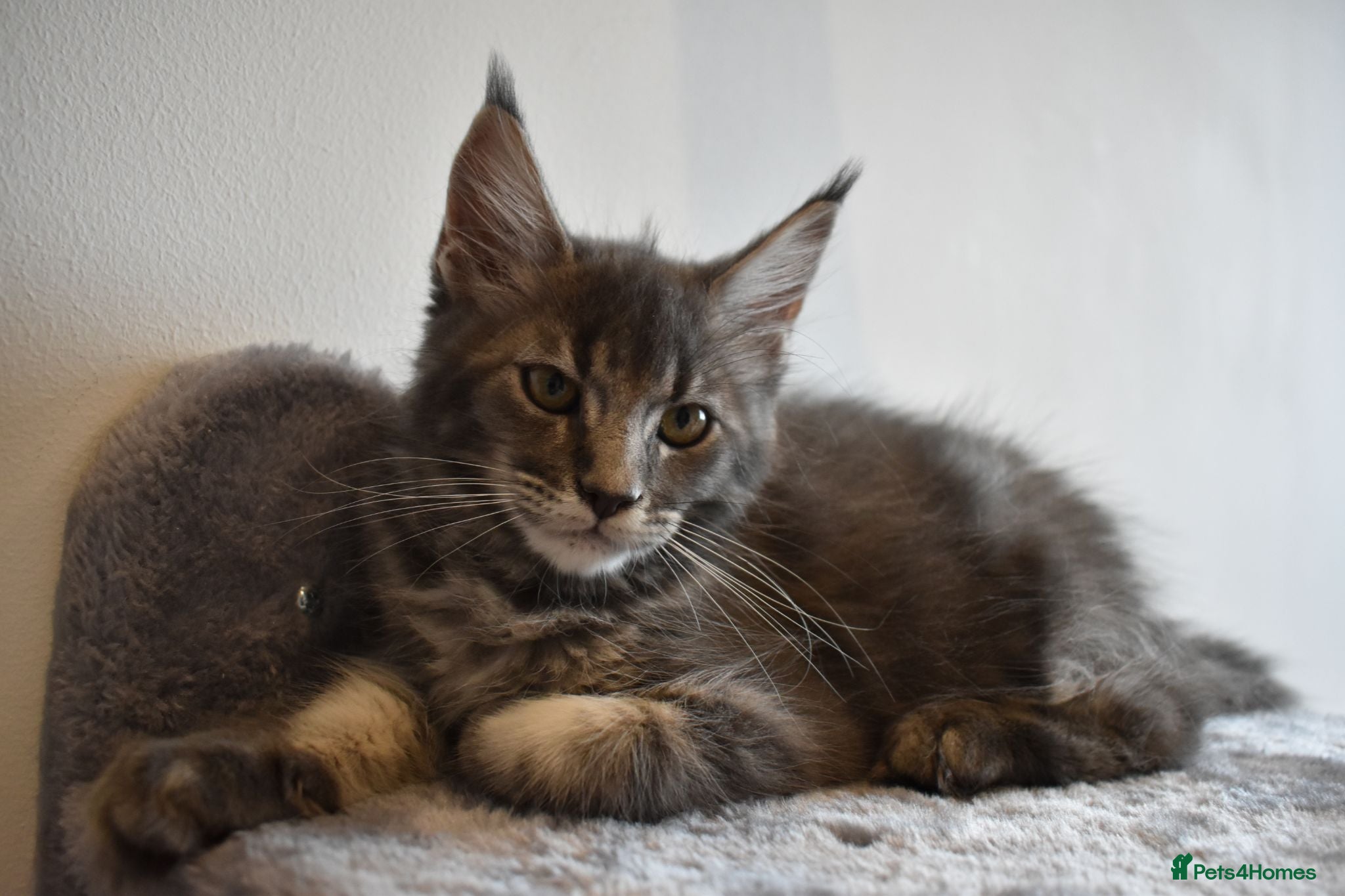 Maine Coon cats READY FOR COLLECTION  TICA registered kittens - Advert 8