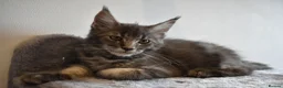 Maine Coon cats for sale: READY FOR COLLECTION  TICA registered kittens - Advert 12