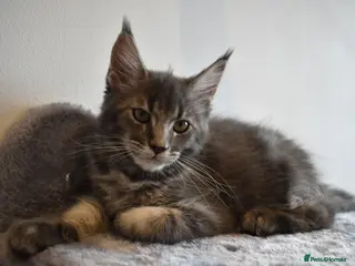 Maine Coon cats READY FOR COLLECTION TICA registered kittens - Advert 8