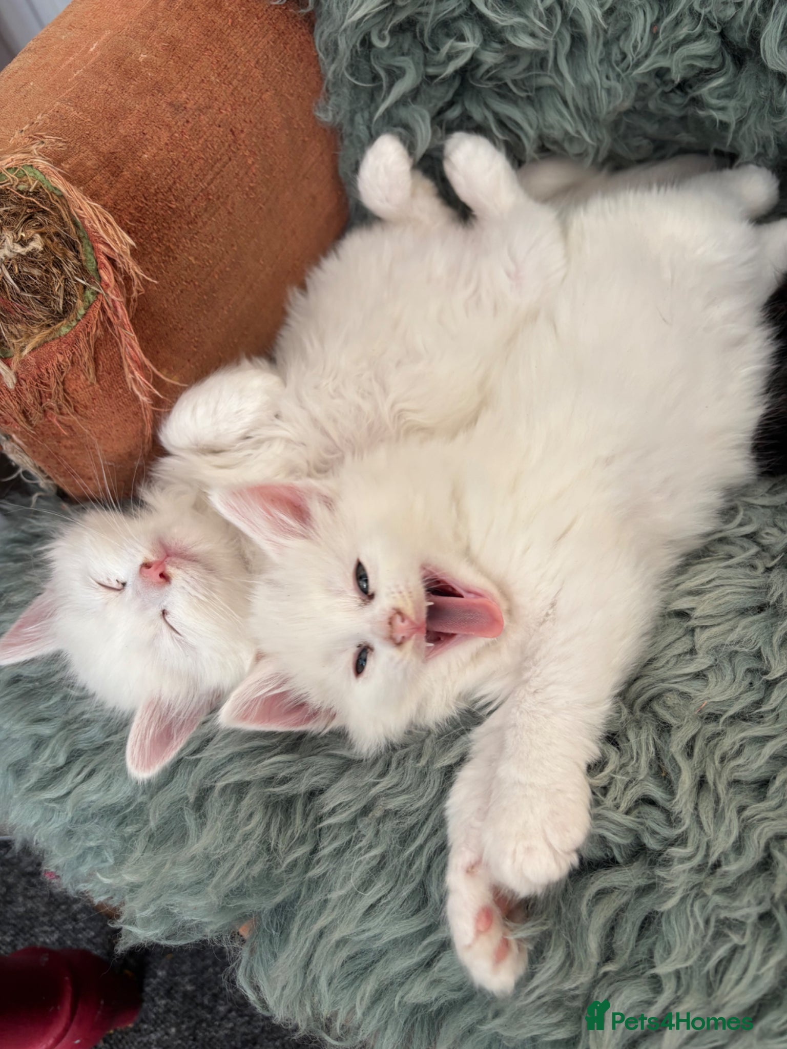 Norwegian Forest Cat cats Snow White would be proud!  - Advert 7