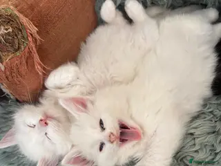 Norwegian Forest Cat cats Snow White would be proud! - Advert 7