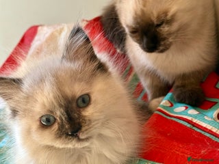 Mixed Breed cats - Advert 7