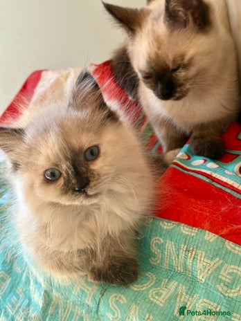 Mixed Breed cats - Advert 4