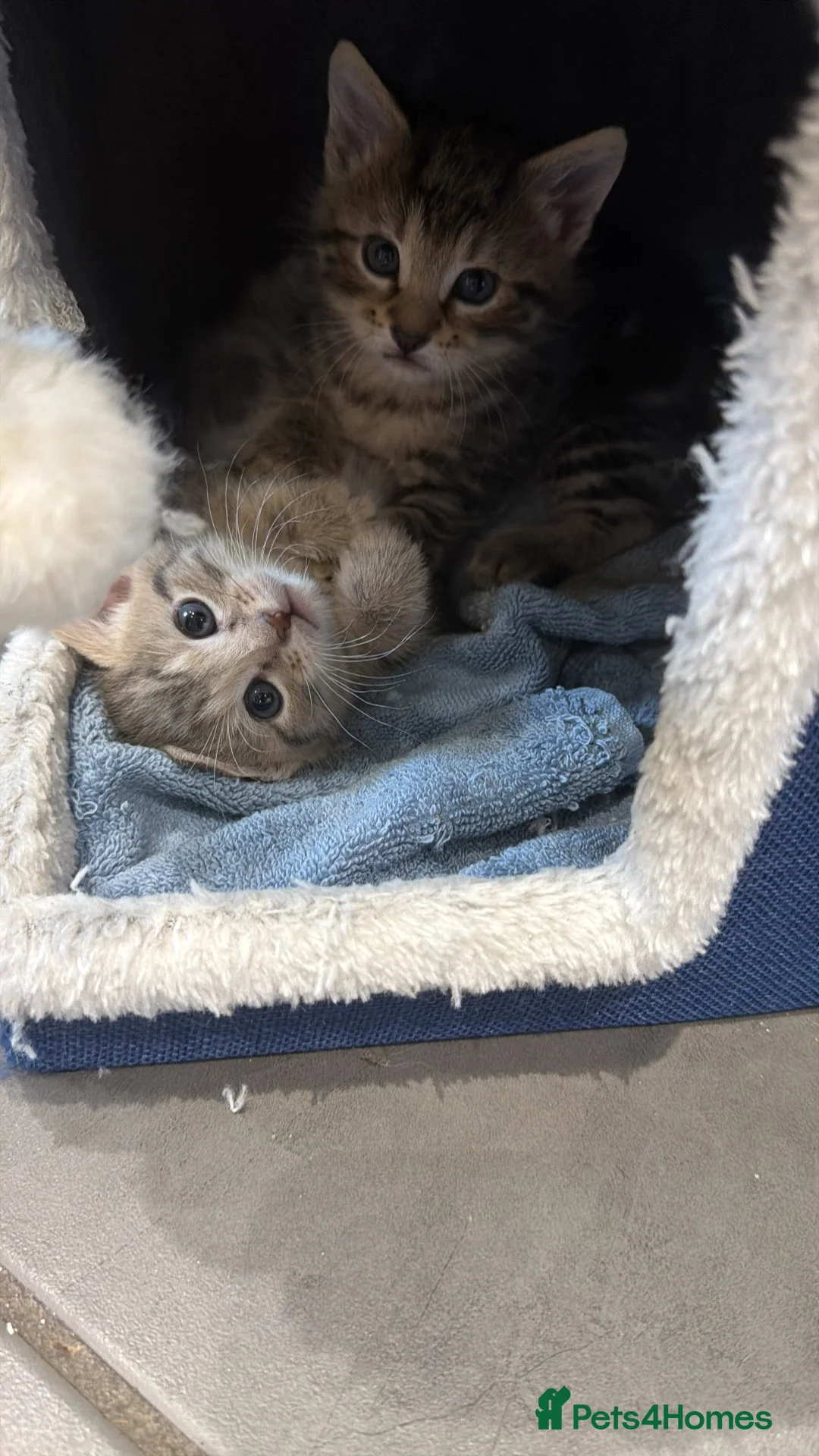 Mixed Breed cats for sale: House cats litter  in Gretna - Advert 2